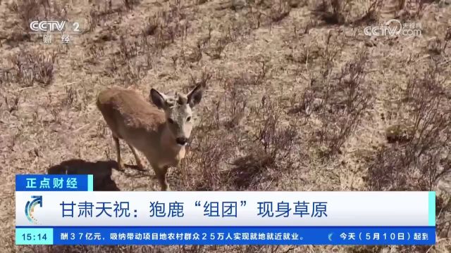 甘肃天祝:狍鹿“组团”现身草原