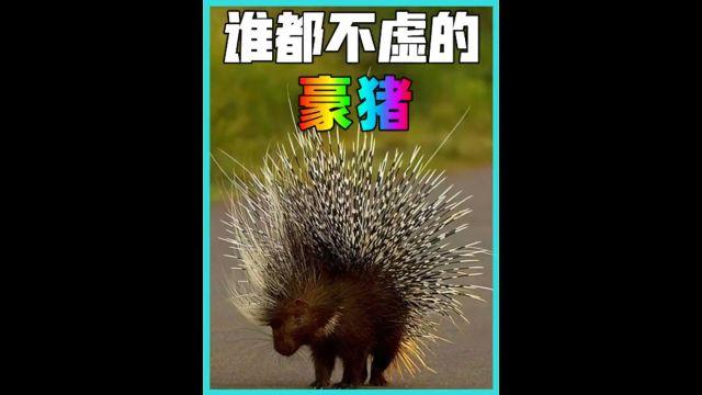 无人敢惹的豪猪#万物皆有灵性 #奇妙的动物 #神奇动物在哪里