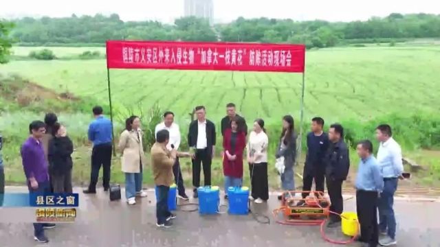 义安区开展“加拿大一枝黄花”现场防除