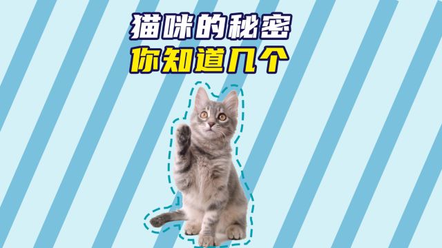 你知道猫咪这些秘密吗?