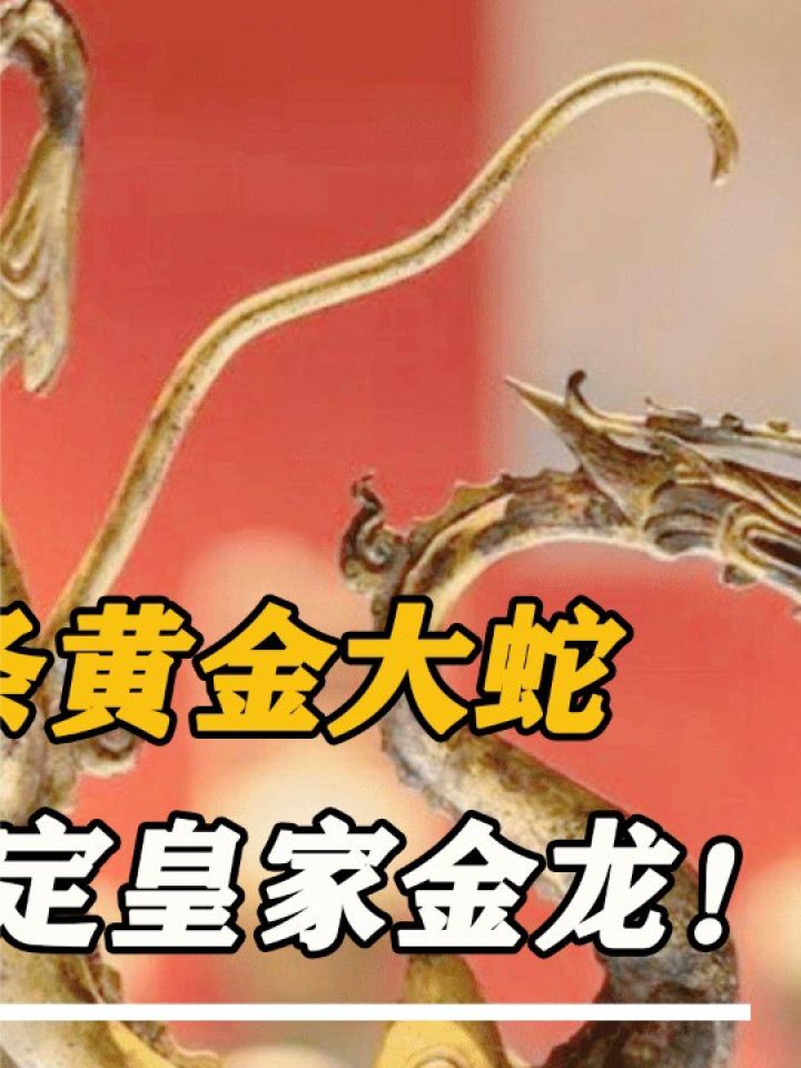 陕西老农发现2条金色大蛇,专家一眼断定皇家金龙!