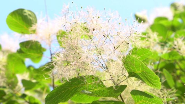 千城胜景|山东巨野:夏日花开 湿地如画