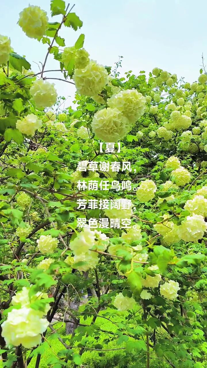 创作灵感 #夏 #初夏的味道 #高萍女士原创作品