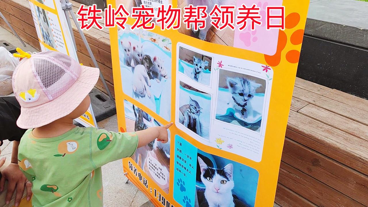 铁岭宠物帮领养日,希望流浪的毛孩子们早日找到属于自己的家