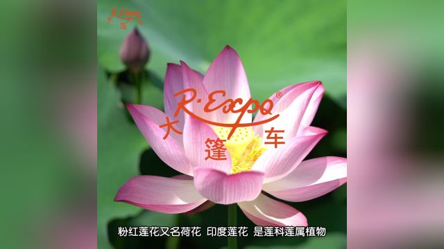 粉红莲花原精 | 清丽优雅花香 象征“会带来好运”