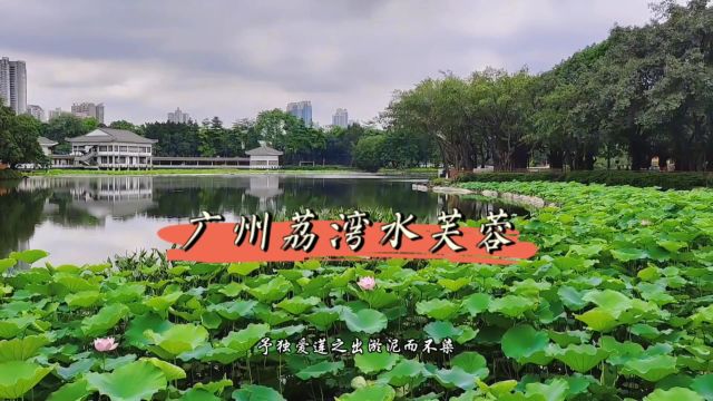 夏日荷花满池中:小满荷花盛放,广州荔湾湖公园邀您来赏