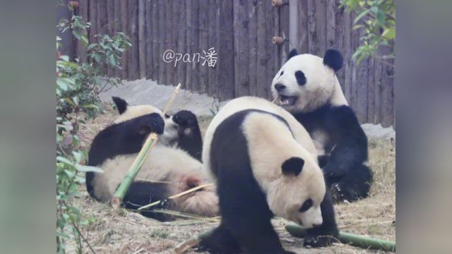 3.8好久没拍到福双、茱萸、重阳三嘟嘟同框啦!一起分享美味竹竿