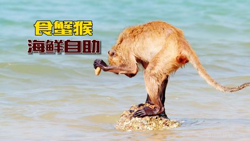 食蟹猴的海鲜“自助餐”，有经验的会用石头作为工具，来砸开贝壳_高清1080P在线观看平台_腾讯视频