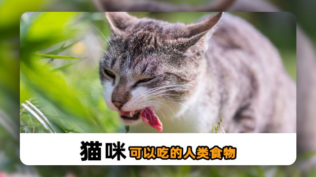 猫咪可以吃的人类食物,你都知道吗?