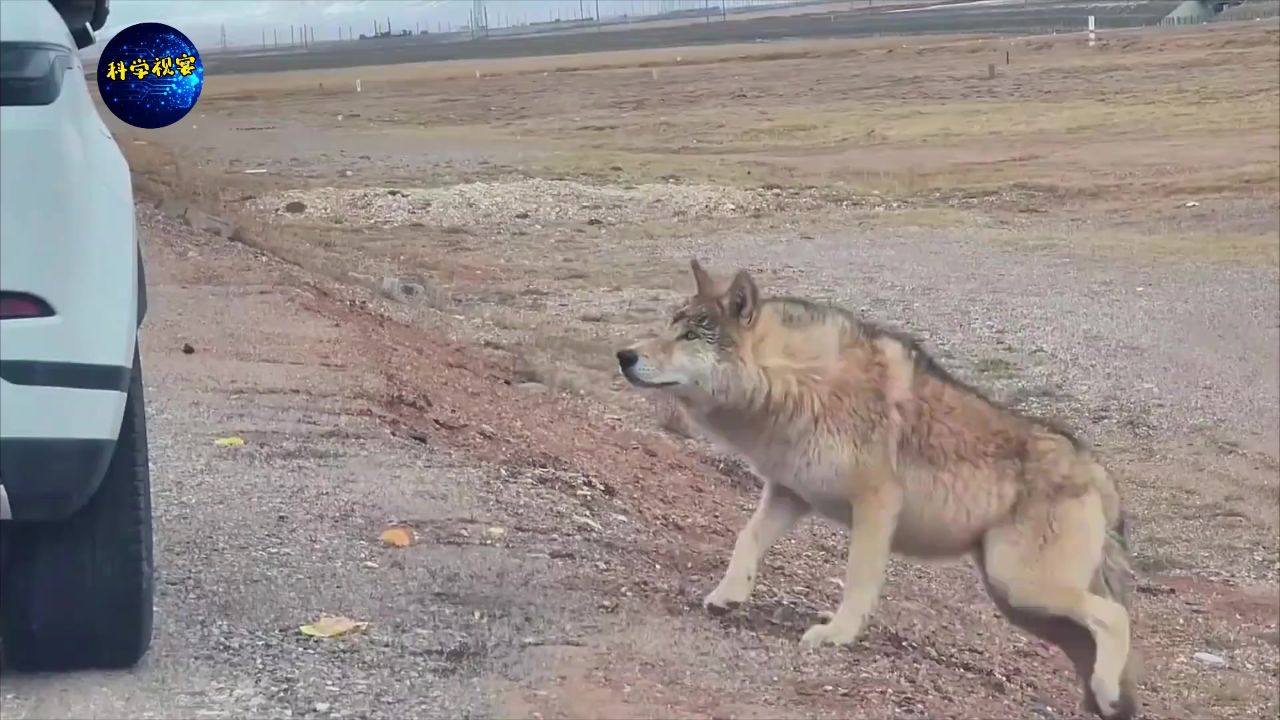 可可西里的网红狼!