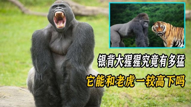 灵长类中最强大的银背大猩猩到底什么水平?它能和老虎碰一碰吗?