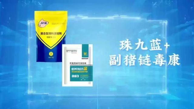 断奶仔猪消瘦炸毛咳喘腿肿死亡率高怎么办?【珠九蓝+副猪链毒康】仔猪保健净化特效方案!