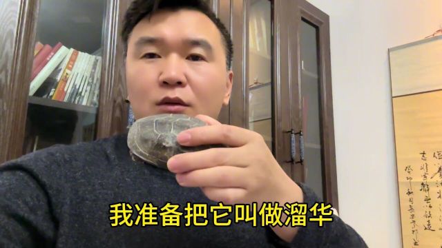 买了三只小乌龟,名字没想好,滑溜溜的,就叫溜华吧!