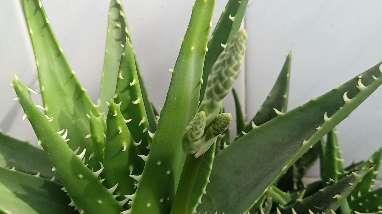 芦荟又要开花了