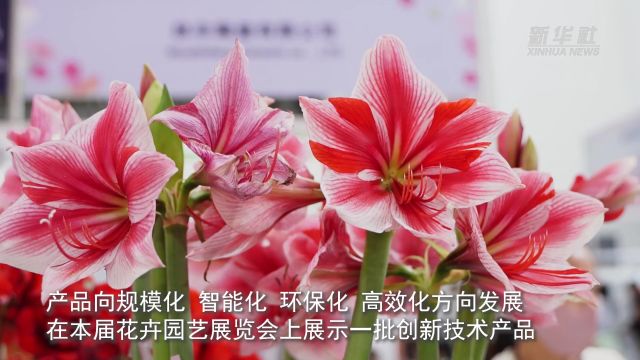 500多种花卉新优品种亮相中国国际花卉园艺展览会