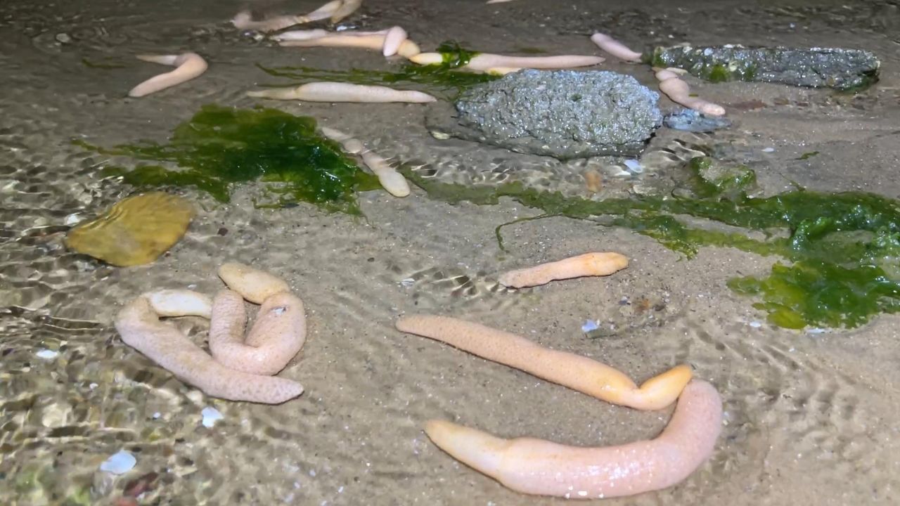 海岸边冲来好多海玉米,被小斗赶海时捡到,还抓到黄色海葵