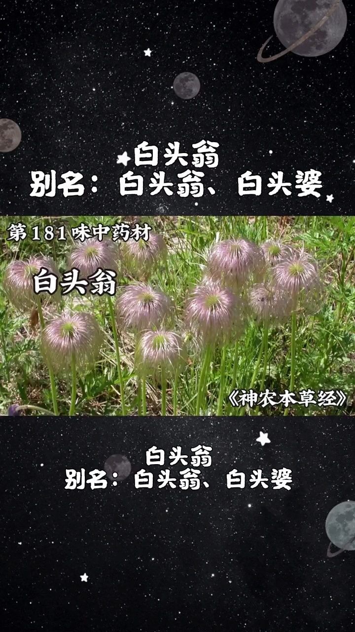 白头翁草药功效图片