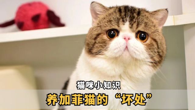 养加菲猫,有这么多“坏处”,你知道吗