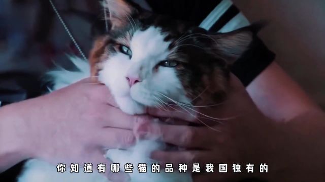 中国有哪些独有的猫咪品种?宠物猫猫科普