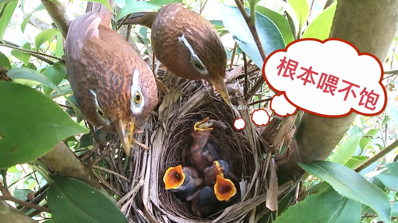 画眉鸟爸妈同时带食物回来,但还是喂不饱四只雏鸟
