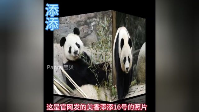 美香添添今天的最新照片和116号的照片,还有心上熊小奇迹