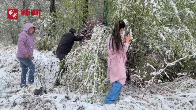 五月飞雪落杜鹃