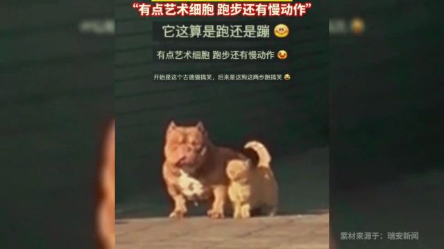 主人喊小猫小狗回家,小狗屁颠屁颠地跑来,有点艺术细胞!