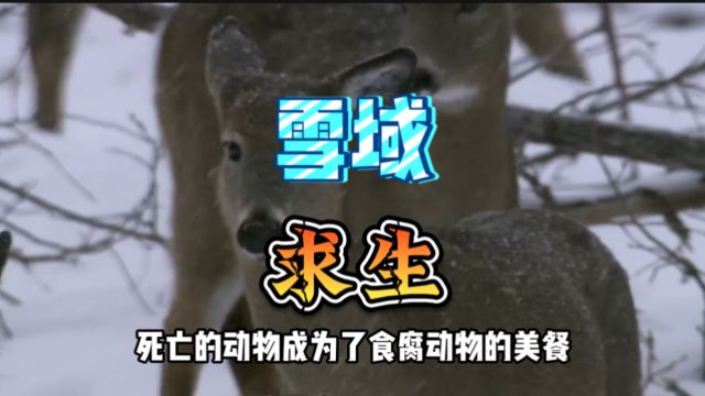 冰雪奇缘:森林生物的冬日求生记