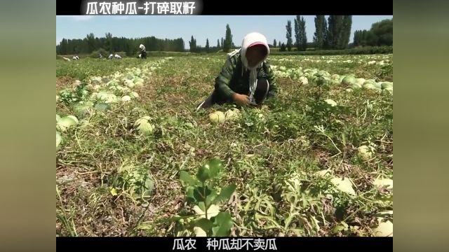 瓜农种瓜却不卖瓜,还直接把瓜就地打碎仍在地里?