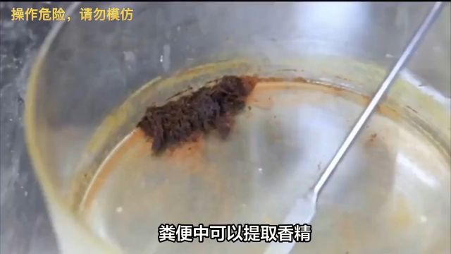 粪便中可以提取香精,被用于制作冰淇淋?食用香精和香烟都有?3#食用香精