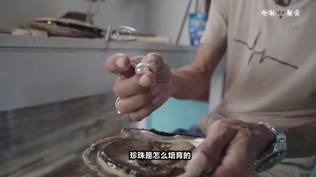 南洋珍珠为何一颗动辄上千元?看看它的人工培育过程,你就明白了