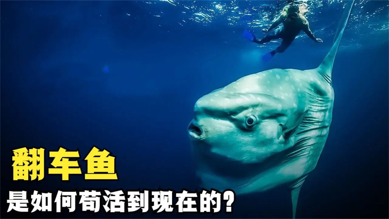 翻车鱼到底有多蠢?被吃了一半也毫无反应,为何依旧没有灭绝?