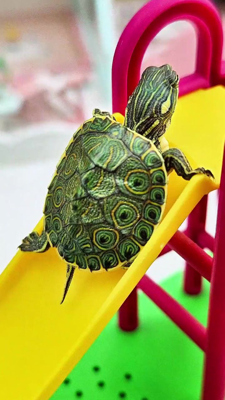龟龟98 #宠物龟#小乌龟爬上滑滑梯才能吃汉堡