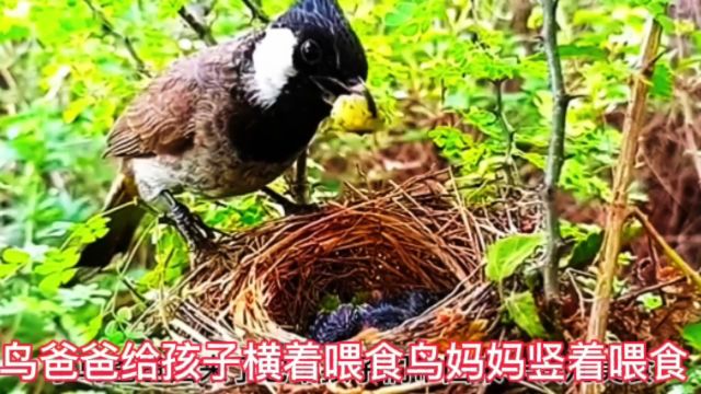 鸟妈妈和鸟爸爸原来是这样区别