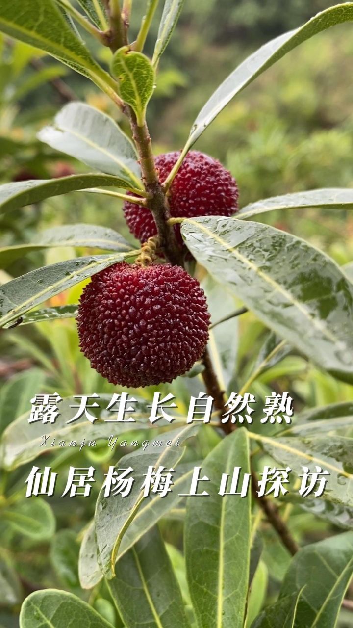 6月3日 (2)仙居杨梅