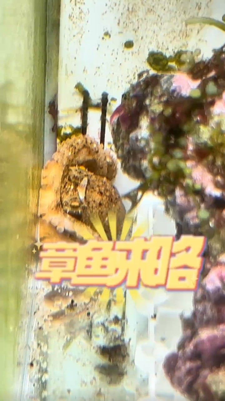 宠物小章鱼来咯