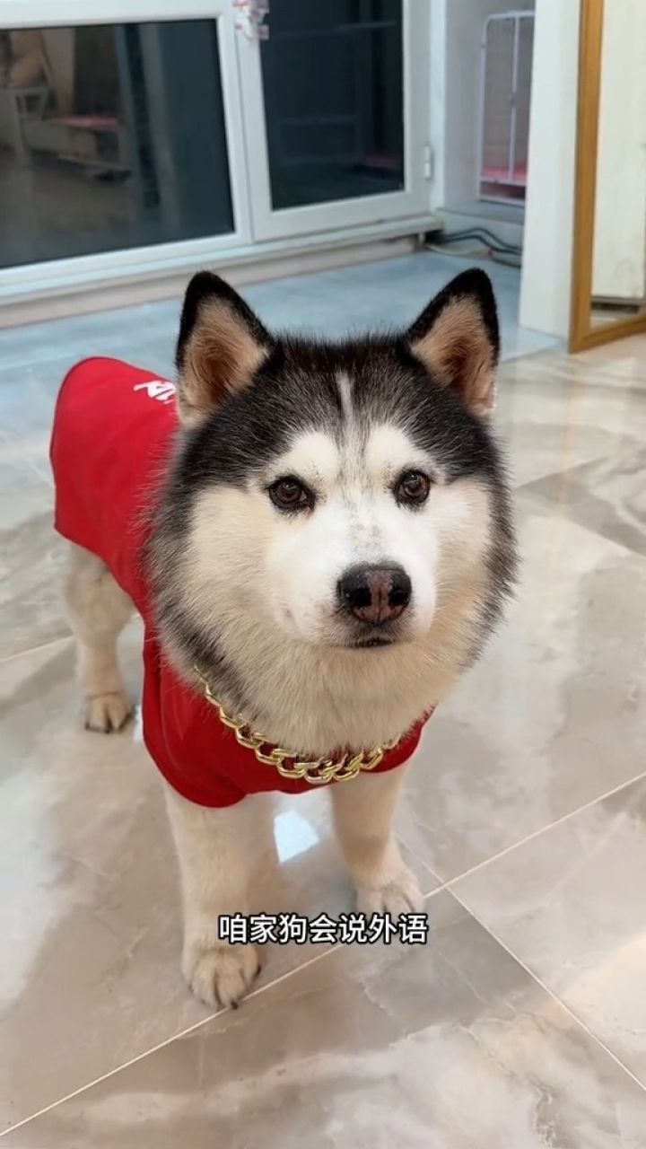 720_1280竖版 竖屏