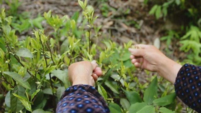 从绿叶到茶,小小的叶子都经历了什么?