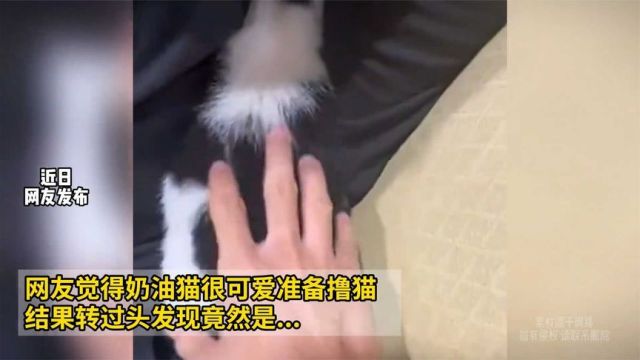 网友觉得奶油猫很可爱准备撸猫结果转过头发现竟然是