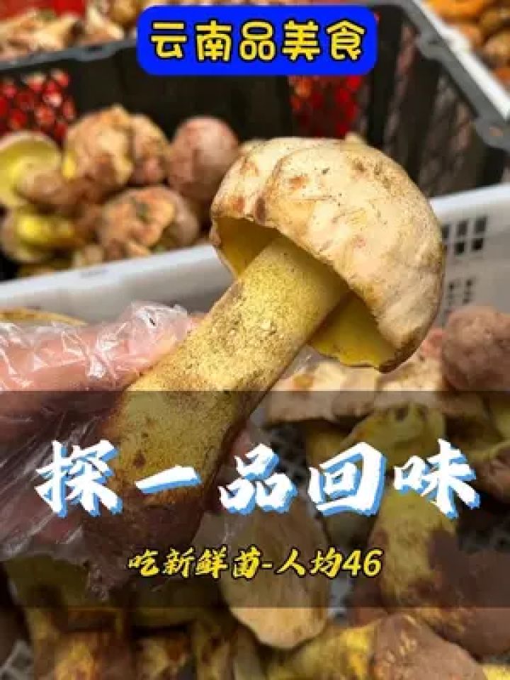 云大西路吃菌的地方找到了#野生菌火锅 #云南人吃菌子的季节 #野生菌