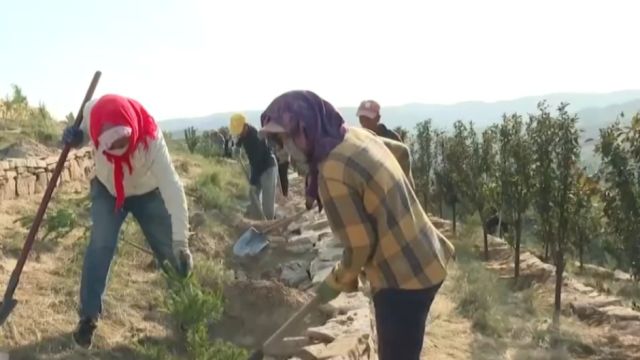 “三北”工程进入六期工程建设阶段,山西偏关:坡陡土浅石硬,种树要先垒平台挖树坑