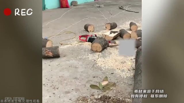 自家院里种的树被砍倒后,男子感叹年轮与实际年数对上了