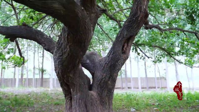 千城百县看中国|河北献县:百年古桑林 焕发新生机