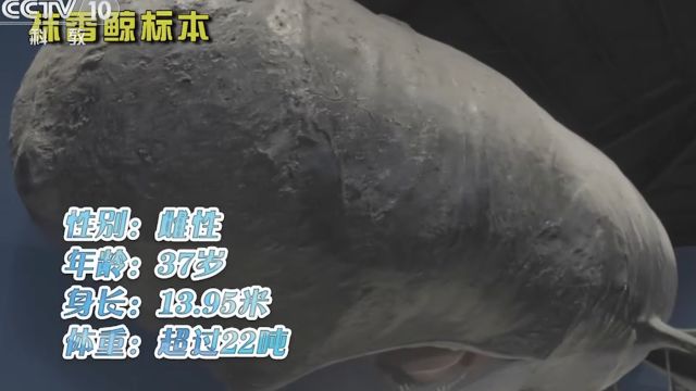 青岛水族馆是中国第一座水族馆,巨大的抹香鲸标本映入眼帘