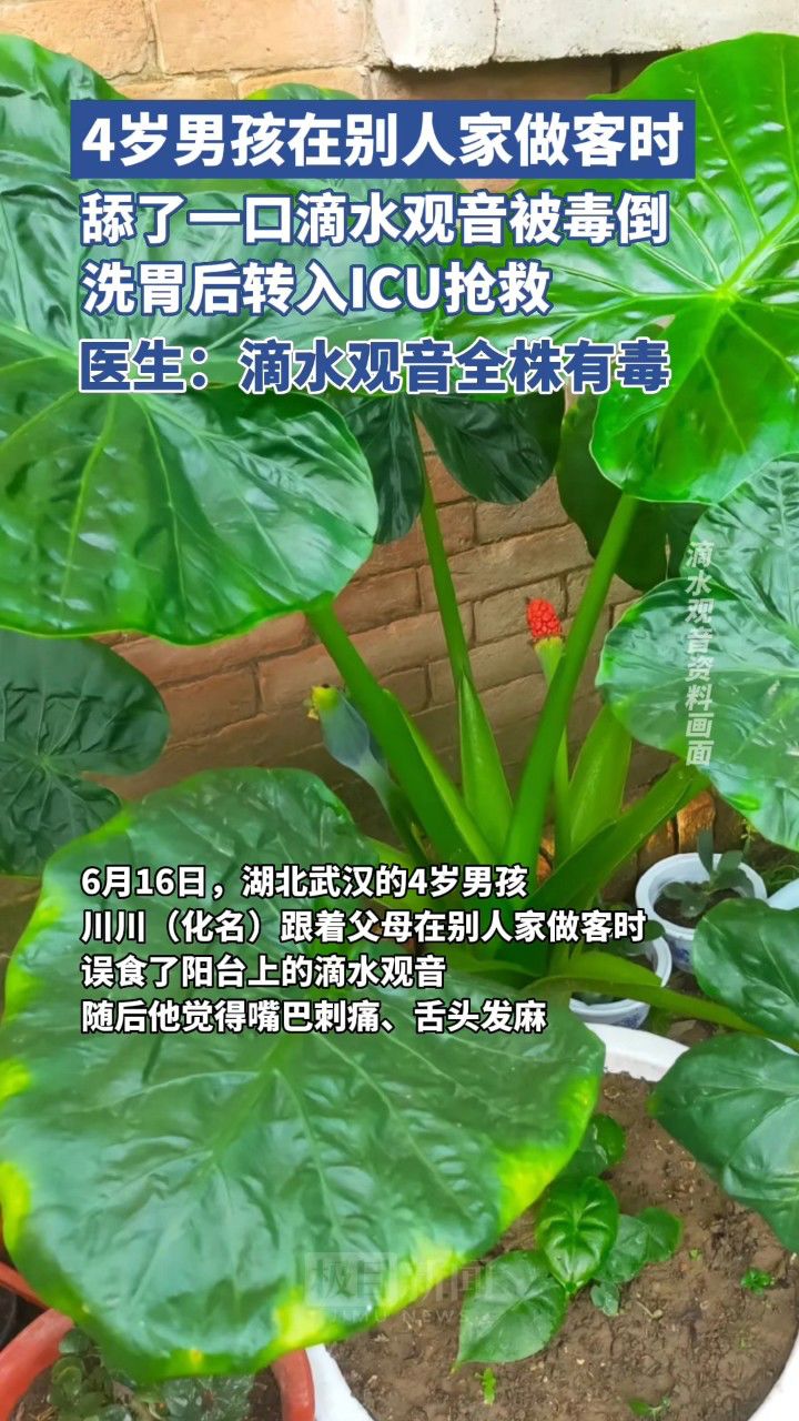 4岁男孩误食滴水观音中毒被送进icu抢救,医生:滴水观音全株有毒
