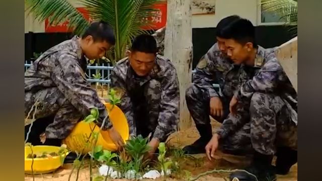 从小对植物感兴趣,从上岛开始,一新想要为中建岛种出绿色花园