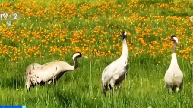 新疆阿勒泰:夏日托勒海特湿地灰鹤家族惬意生活