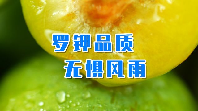 《种植前线》国投罗钾 卓越品质 无惧风雨