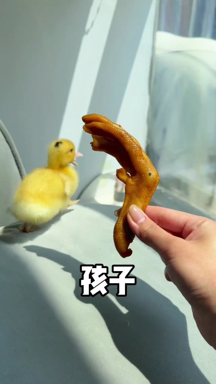 小鸭:姐姐 你在吃我姨姨嘛