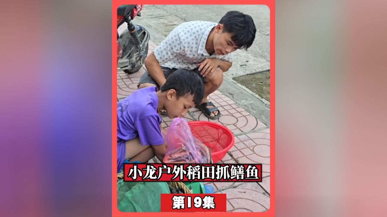 小龙的大山探险生活,小龙在泥泞的稻田里挑战抓鳝鱼